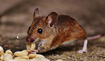 24 Hour & Emergency Exterminators in Fort Huachuca, AZ